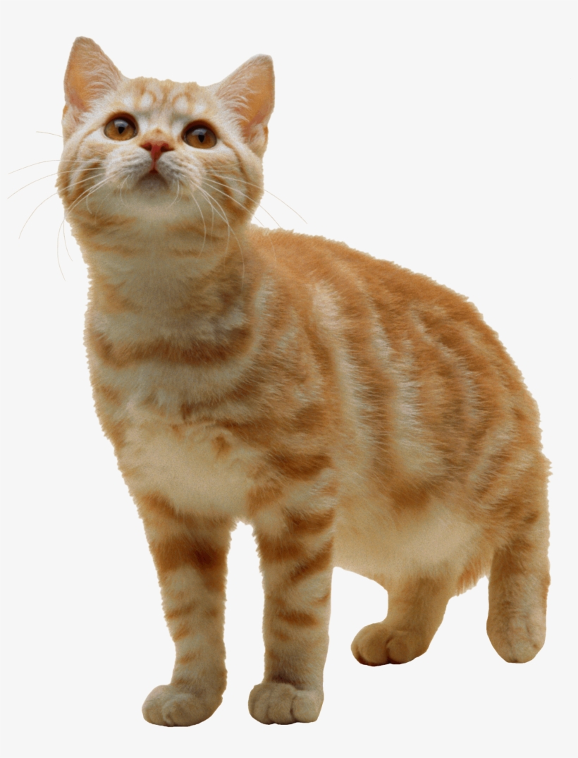 Sweet Cat Kitten Png - Cat Transparent Background, transparent png #54368