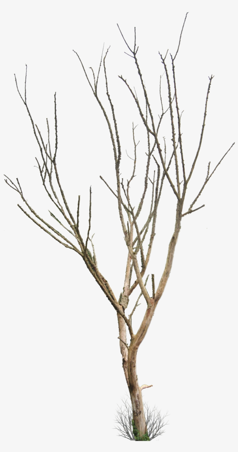 Dead Tree Png - Dry Tree Png, transparent png #54439