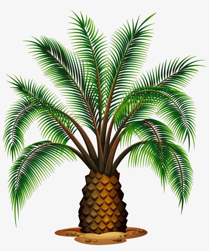 Palm Tree Clipart Pineapple Tree - Different Types Of Palm Trees, transparent png #54777