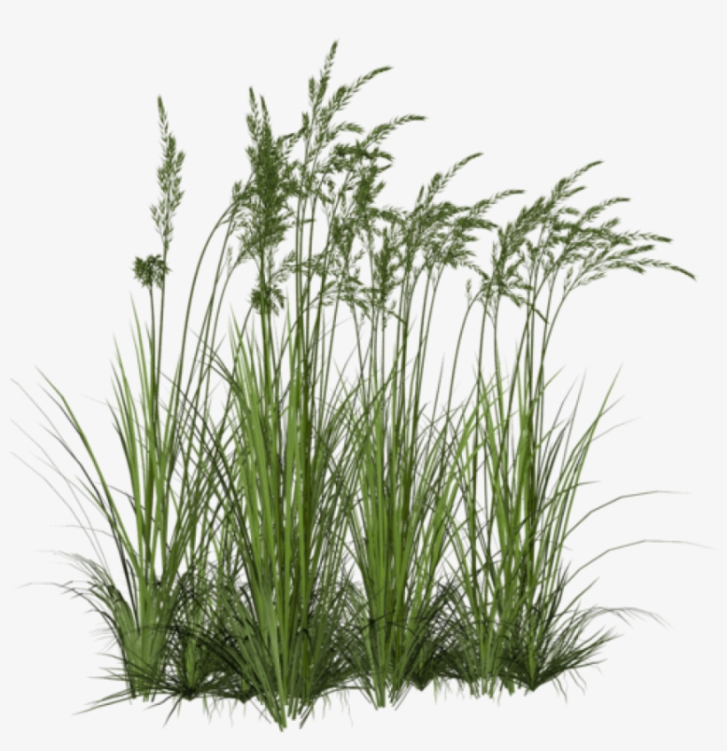 Free Icons Png - Ornamental Grass Png, transparent png #54976