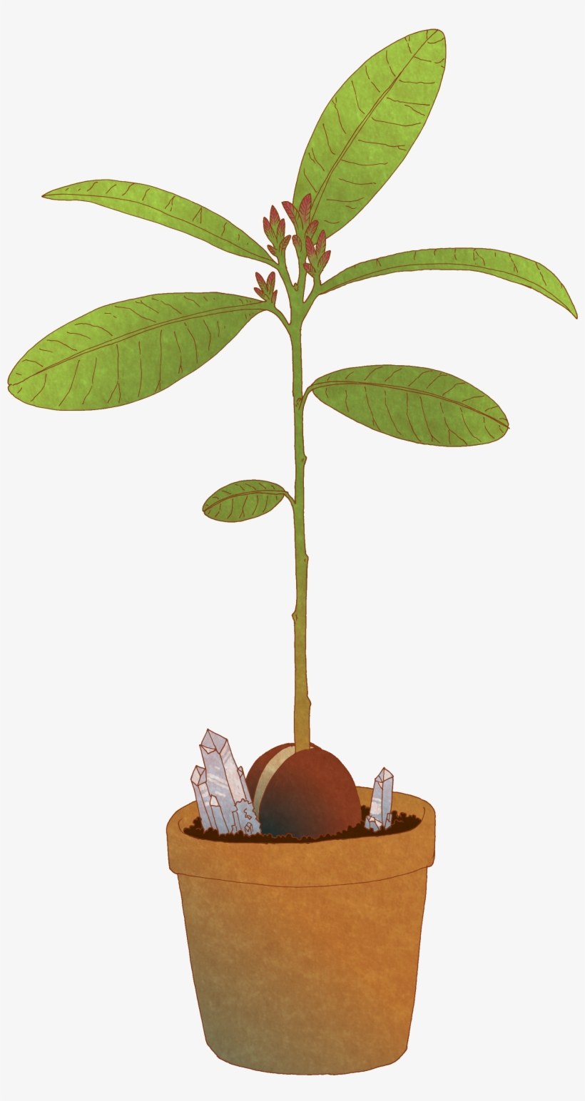 Avocado Tree Crl - Avocado, transparent png #55144