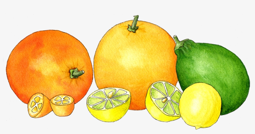 Watercolor Citrus In A Row - Sitrusi Png, transparent png #55185