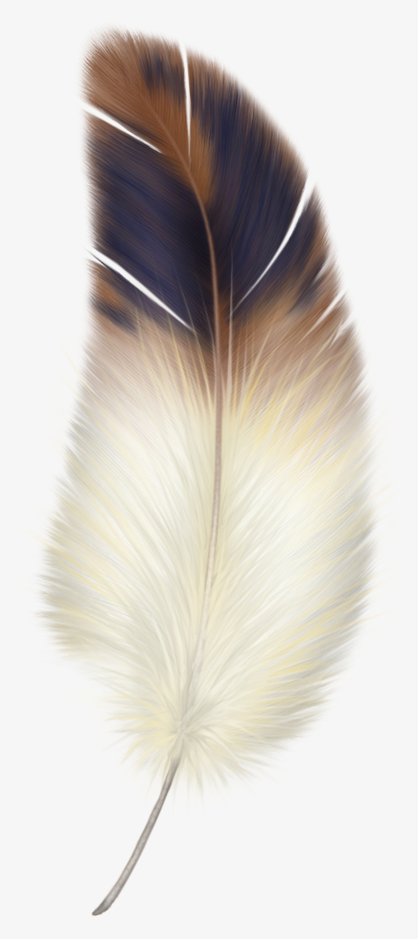 Фотки Beautiful Feather - Bird Feather Clipart, transparent png #55249