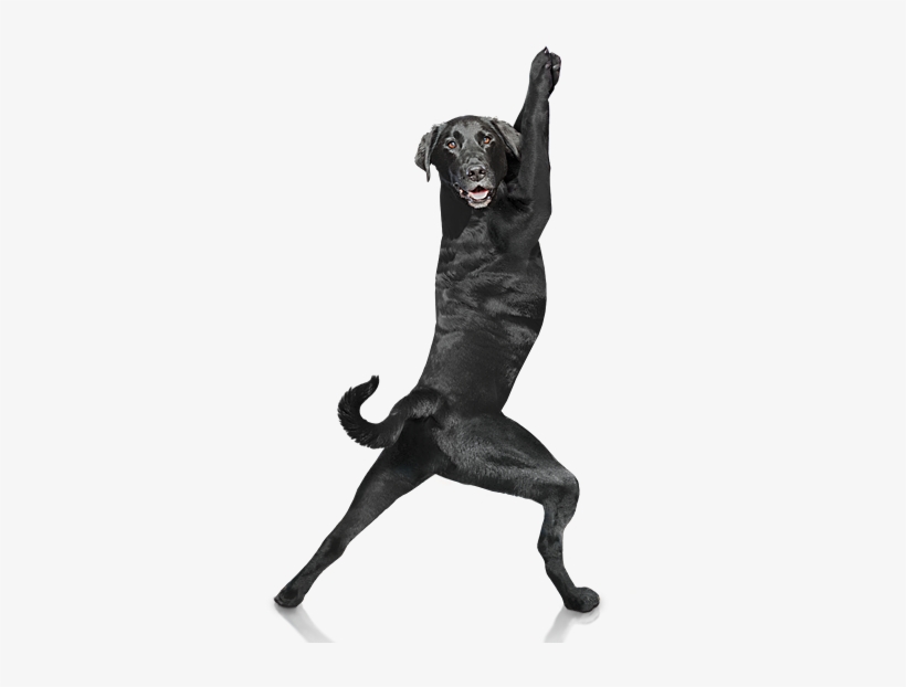 Dog, transparent png #55268