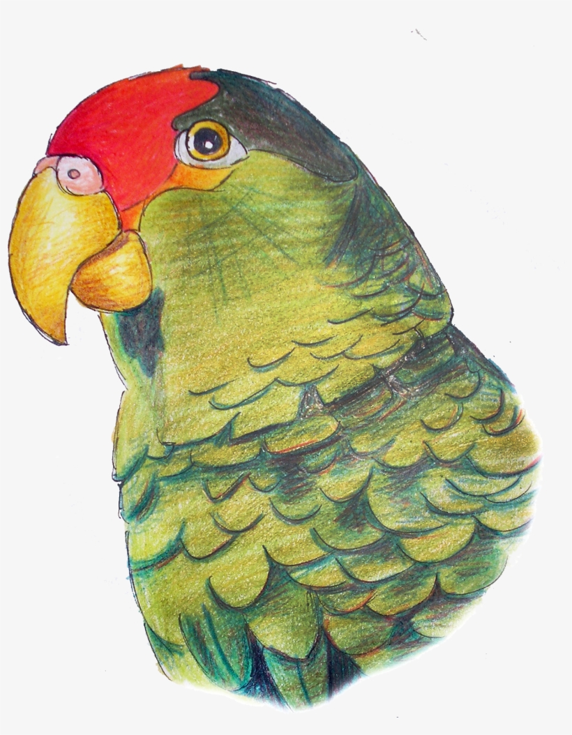 Parrot, transparent png #55315