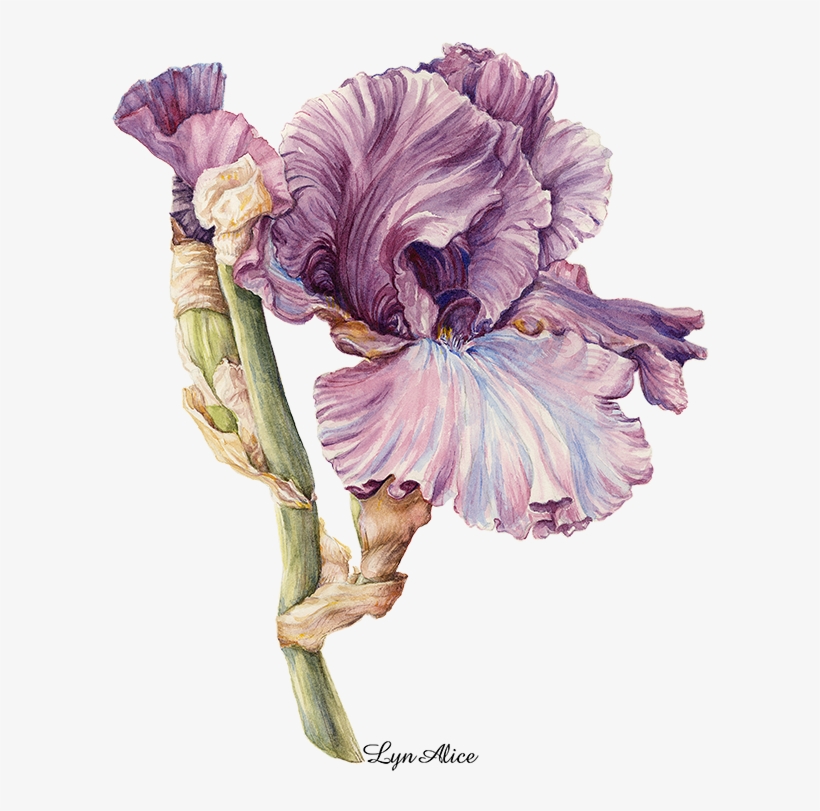 Purple Iris, Watercolor ' - Iris Family, transparent png #56684