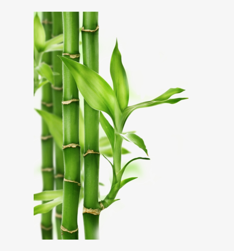 Zen - Bamboo Png, transparent png #56753