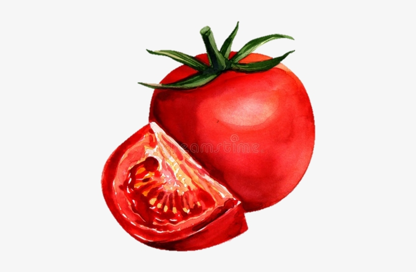 Watercolor Painting Tomato Drawing - Tomato Watercolor Painting, transparent png #56841