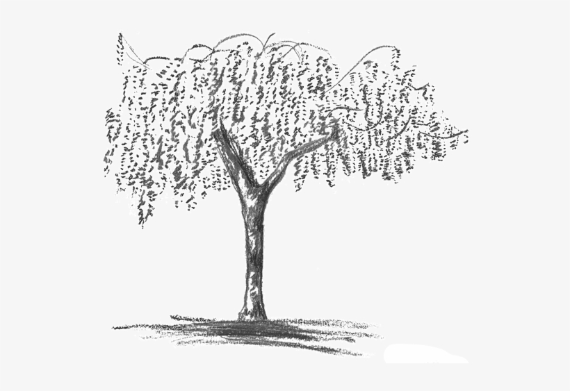 Wisteria Grey - Blue Wisteria Tree Drawing, transparent png #56905