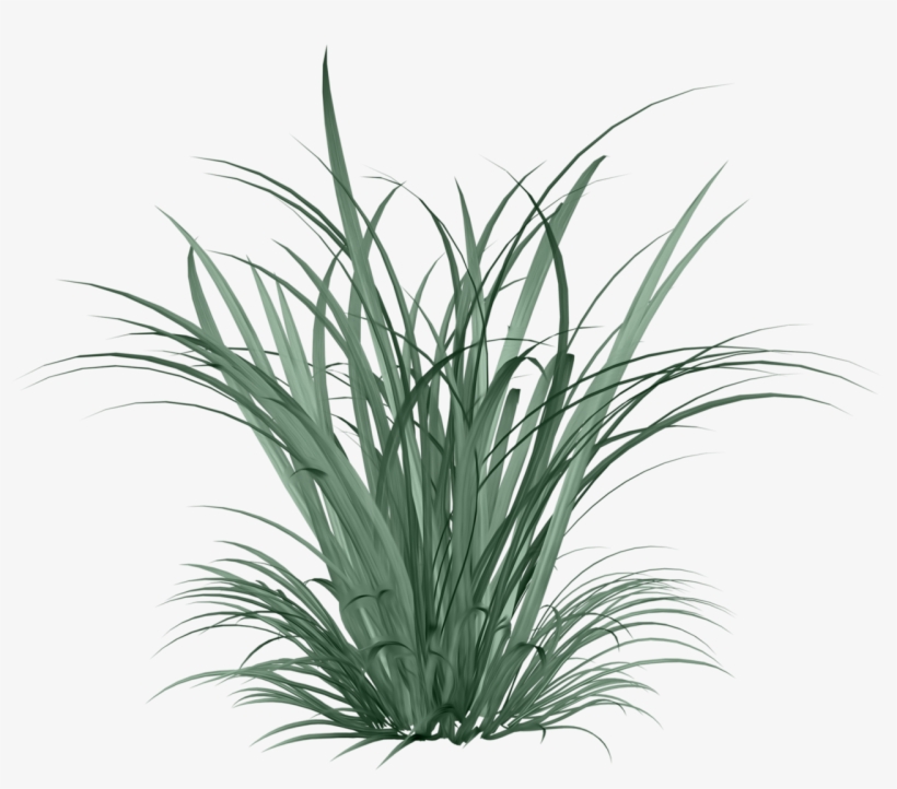 Фото, Автор Arana На Яндекс - Cymbopogon Citratus Png, transparent png #57025