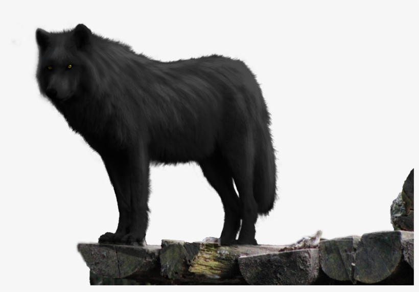 Black Wolf On Rock Png - Wolf, transparent png #57052