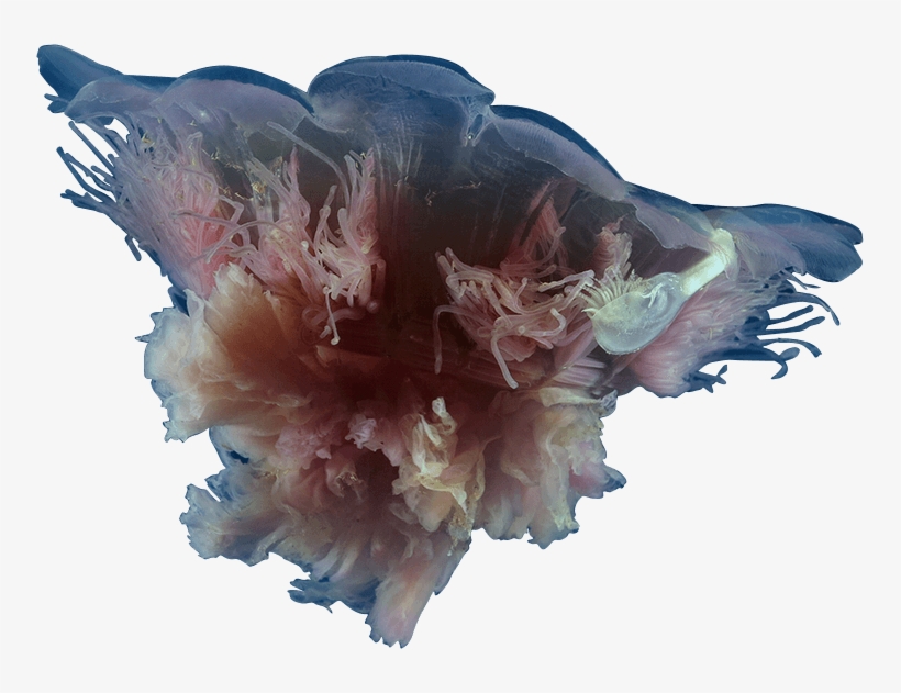 The Jellyfish App In The Media - Cyanea Rosea, transparent png #57314