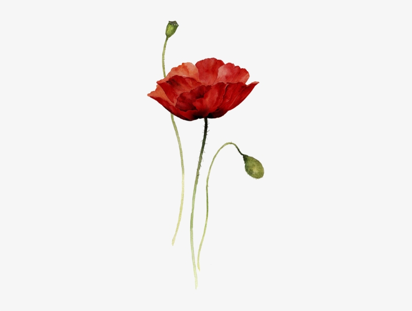 Mak-2 - Red Poppy Watercolor Tattoo, transparent png #57338