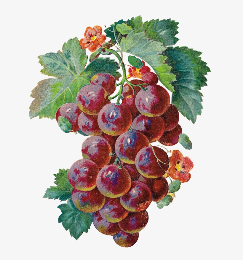 Grape Clipart Watercolor - Grapes Large Rub-ons Single-pack, transparent png #57489