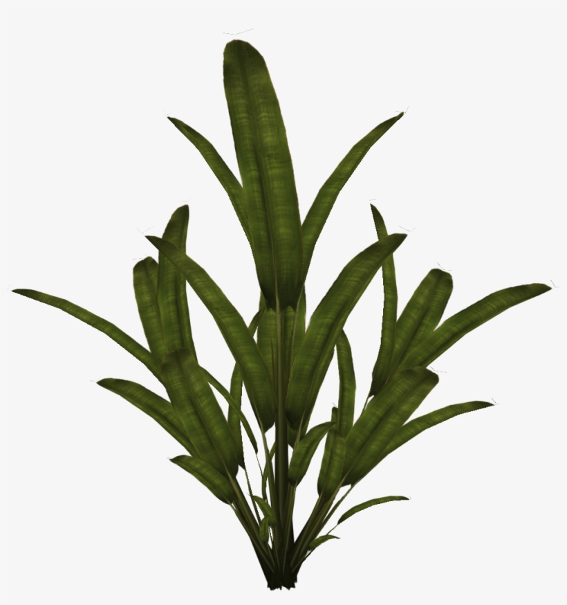 Palmtree - 2d Plant Sprite, transparent png #57748