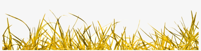 Shopify Pay - Portable Network Graphics, transparent png #57813