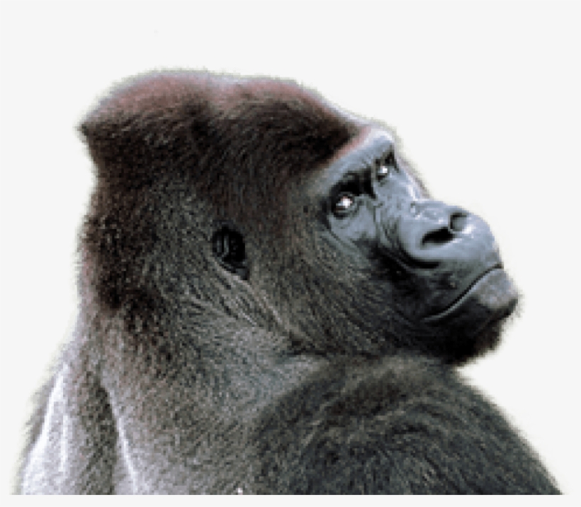 Free Png Gorilla Png Images Transparent - Gorilla Png, transparent png #57832