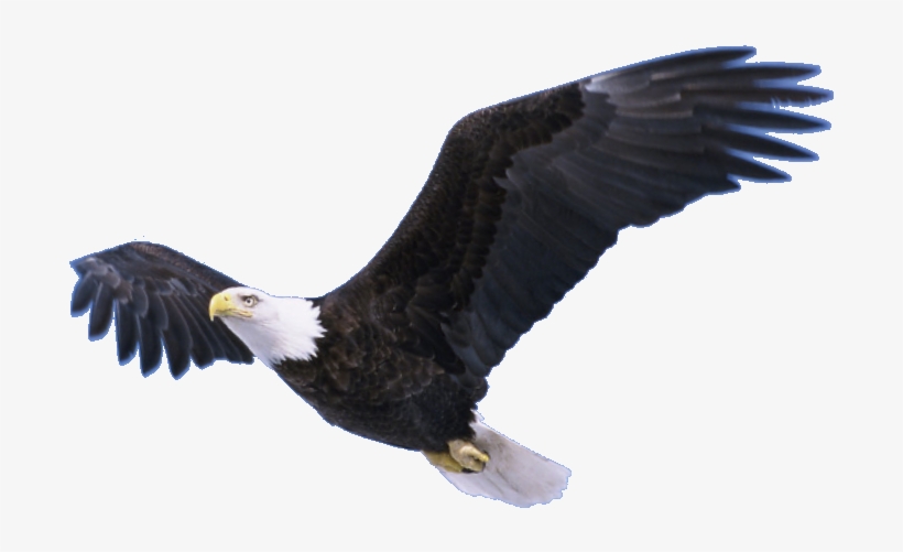 Flying Eagle Transparent Png - Ready To Find Yourself, transparent png #58174