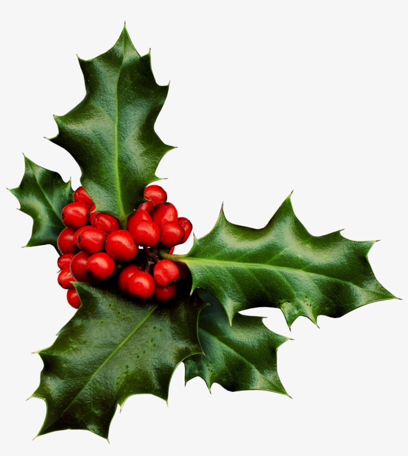 Holly Png Banner Black And White Library - Sprig Of Holly, transparent png #58384