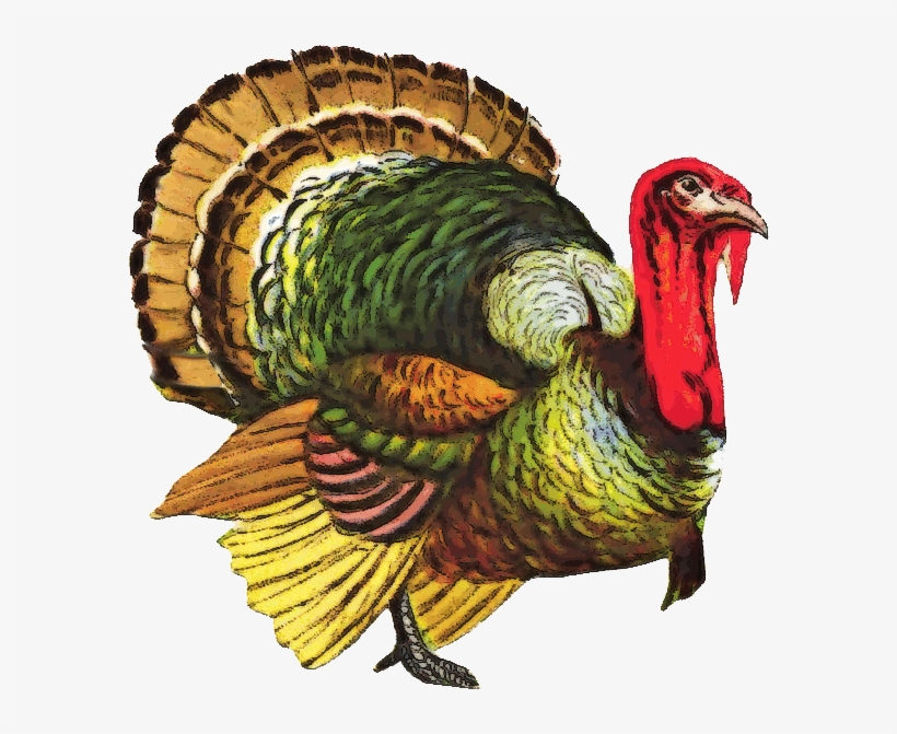 Turkey Png File - Thanksgiving Wild Turkey Throw Blanket, transparent png #58409
