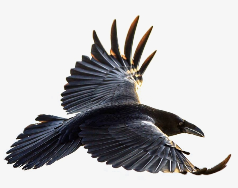 Crow Flying Png Clip Art Freeuse - Crow Flying Png, transparent png #58530