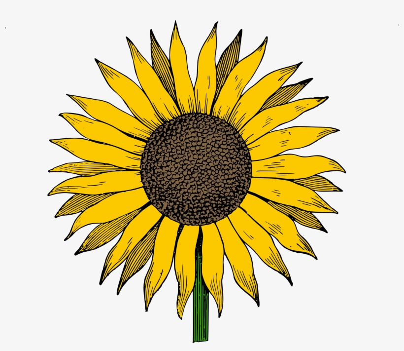 Sunflower Vector - Cute Sunflower Drawing, transparent png #58557