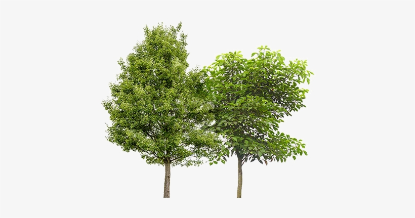 Fruit Trees Png - Platanus Acerifolia Png, transparent png #58785