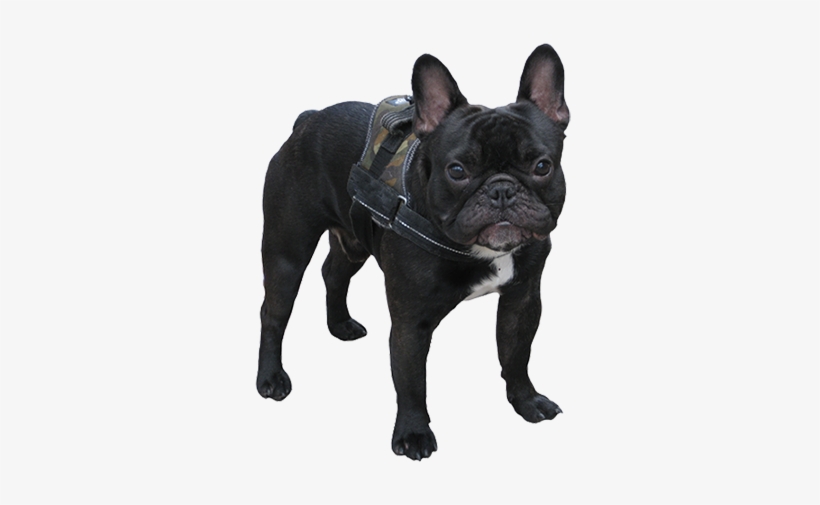 White Dog Sketch, Black Small Dog - Cute Black Small Dogs, transparent png #58803