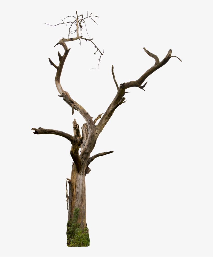 Dead Tree 04 Hq By Gd08 - Transparent Background Tree Branch, transparent png #58848