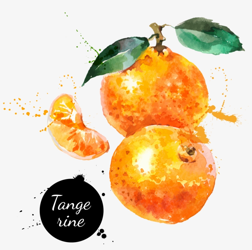 Watercolor Painting Hand Painted Handpainted Oranges - Fruit Oranges Watercolour Painting, transparent png #58939