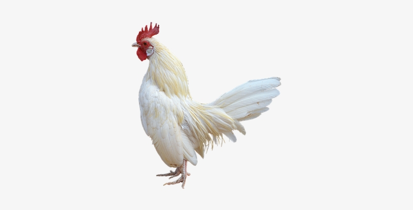 Png, White Cock, Gallo, Ave - Cock Png, transparent png #59329