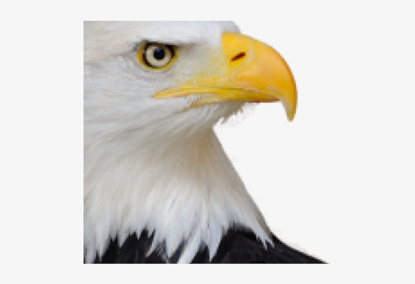 Bald Eagle Png Transparent Images - Eagle's Eye, transparent png #59465