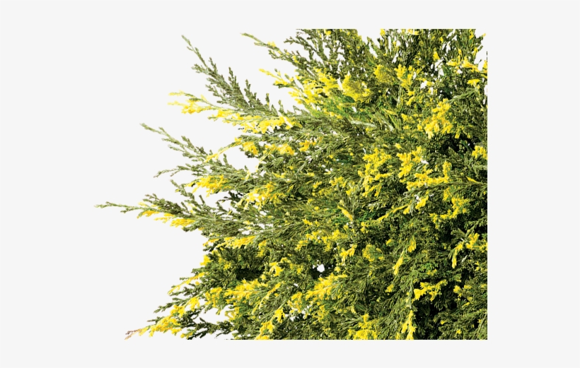 Essential<br>evergreens - Tree, transparent png #59512