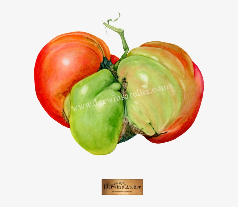 Mugly Tomato , Watercolor, transparent png #59607