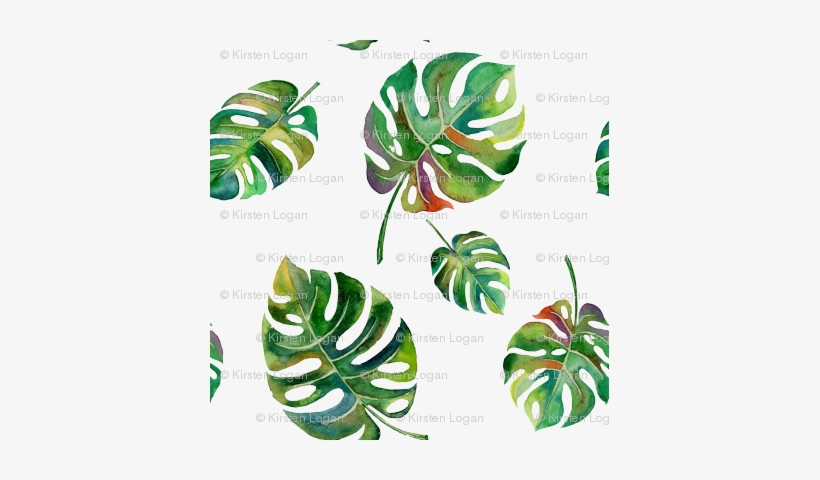 Tropical Island Palms Palm Leaves Watercolor - Swiss Cheese Plant Vector, transparent png #59873