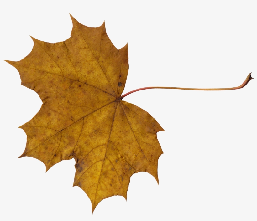 Png File Size - Leaves Png, transparent png #59959