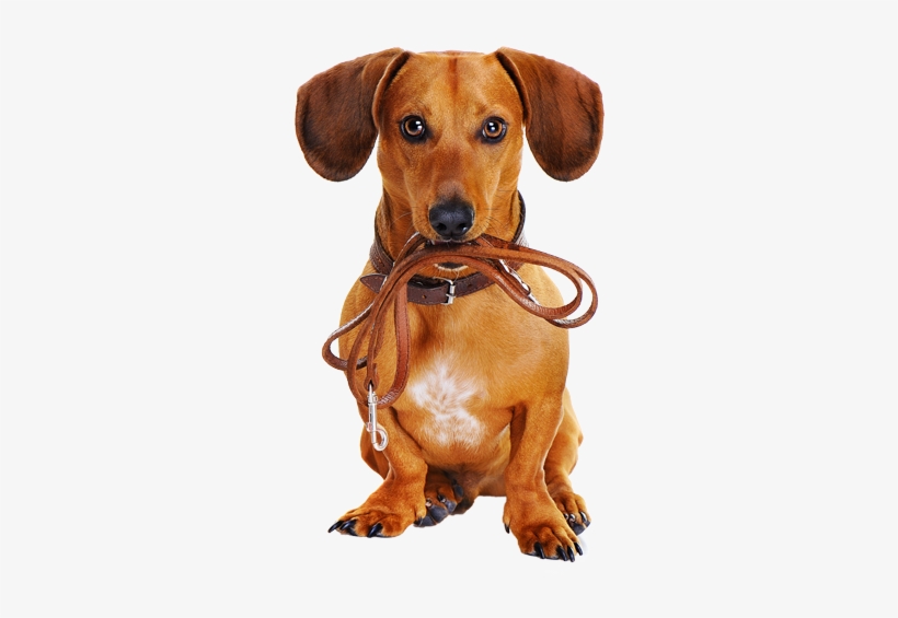 Dachshund Dog Holding Leash - Dog On Leash Png, transparent png #500488