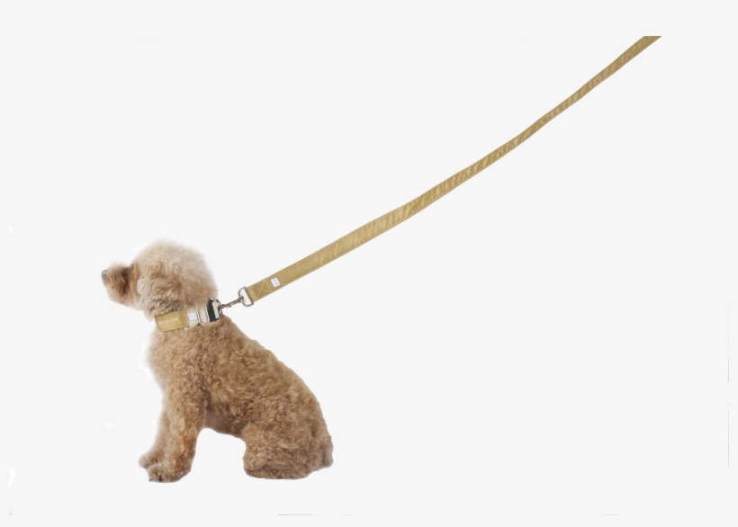 Leash, The Jobsie - Poodle Dog On Leash Png, transparent png #500509