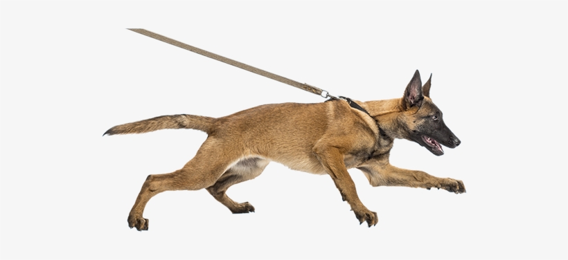 5 Reasons Why Your Dog Should Walk On A Leash - Dog With Belt Png, transparent png #500678
