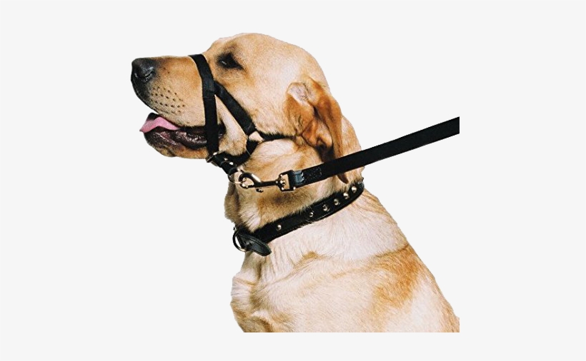 Use A Harness Or Head Halter If Your Puppy Pulls On - Dog Head Collar, transparent png #500749