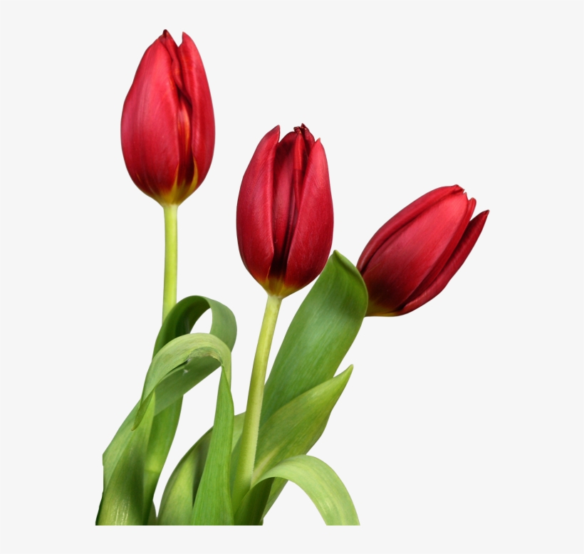 Tulip Png Image - Tulips Flower Transparent, transparent png #500933