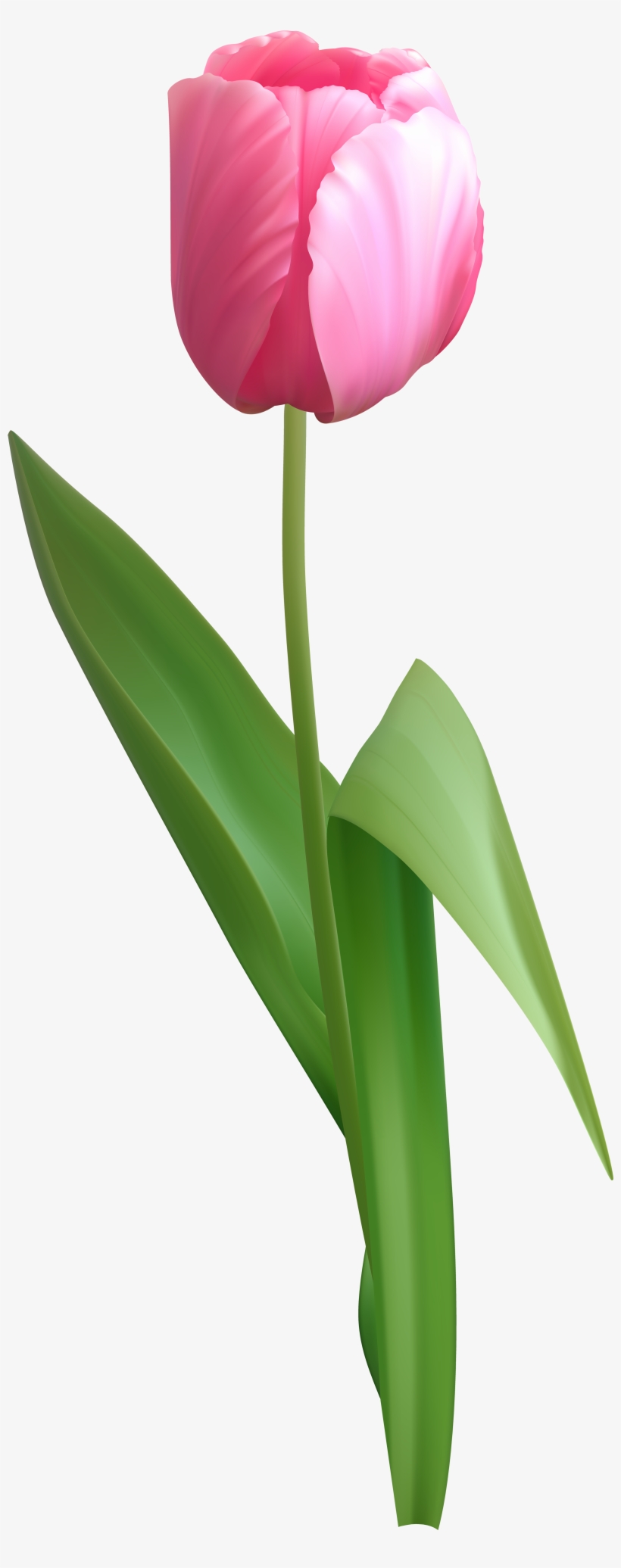 Tulip Png, transparent png #500994