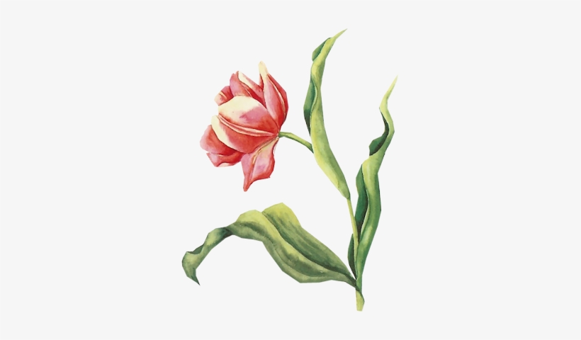 Tulip Pk - 3d Knipvel - Bloemen Valentijn 23 - Janneke Brinkman, transparent png #501028