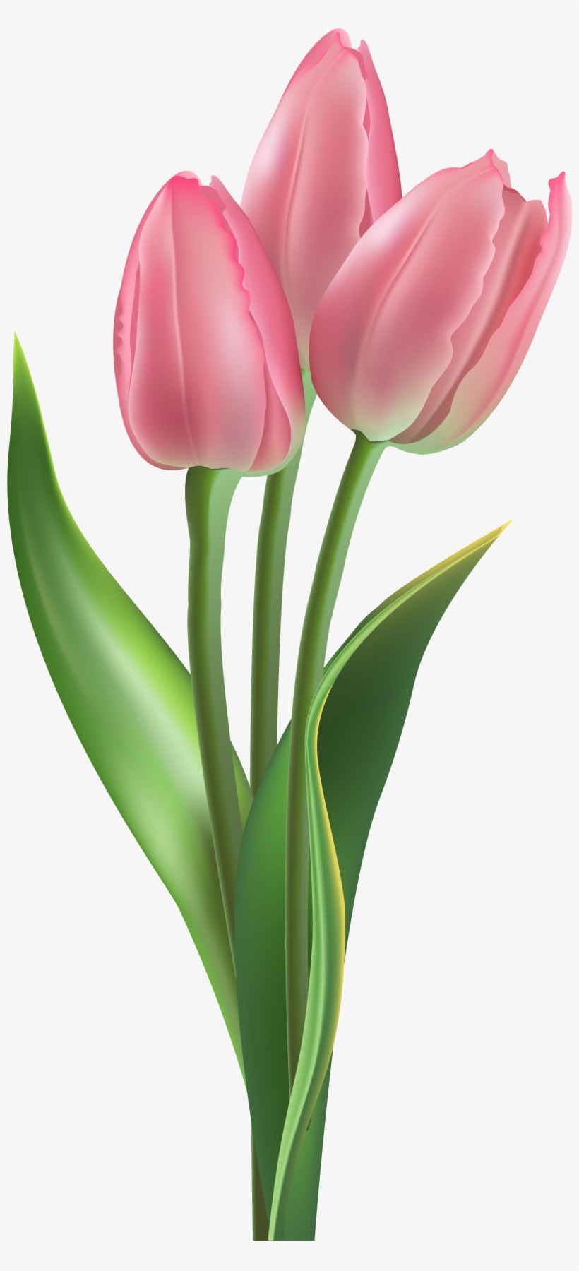 Soft Pink Tulips Png Clipart Image - Pink Tulip Png, transparent png #501030
