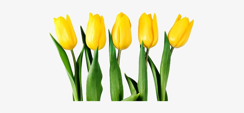 Yellow Tulip Flower Png, transparent png #501072