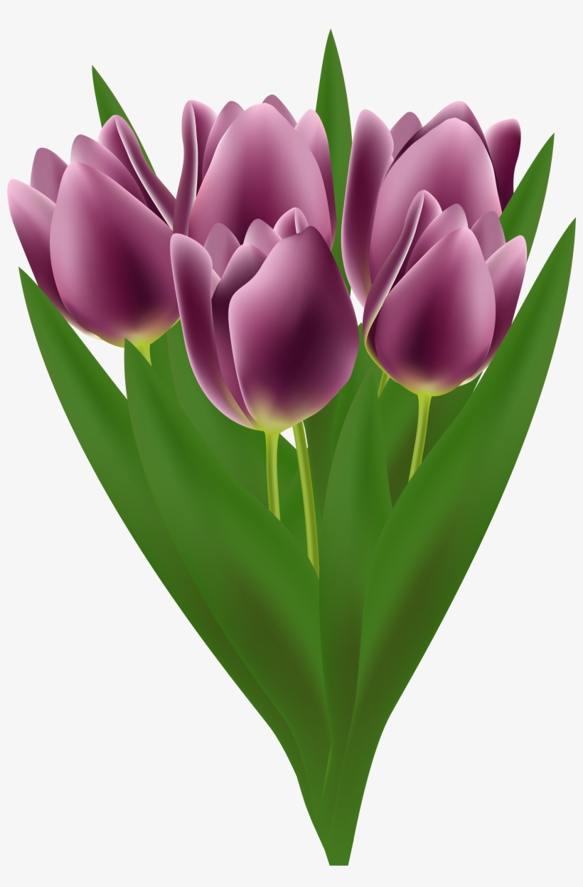 Tulips - Purple Tulips Bouquet Transparent, transparent png #501144