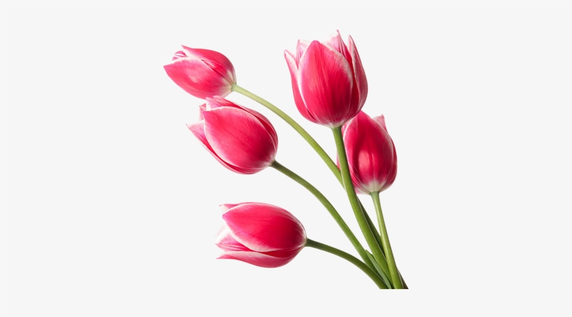 Red Tulips Png Image 2 - Red Tulips Png, transparent png #501251