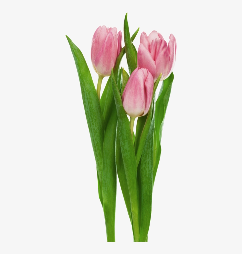 Pink Transparent Tulips Flowers Clipart - Cut Flowers Transparent Background, transparent png #501292