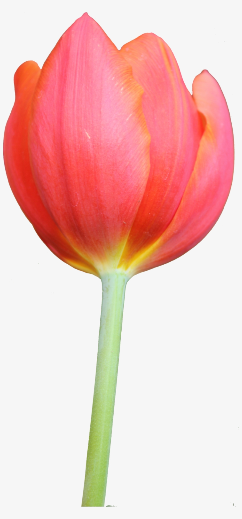 Tulip Clipart Orange Tulip Png Images Hd Free Transparent PNG