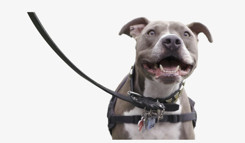 In Support, Plastics Make It Possible® Partnered With - Pitbull On Leash Png, transparent png #501684